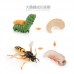 仿真動物模型螞蟻公雞蚊子海龜青蛙生命成長周期道具