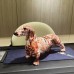 歐式炫彩桌面大號臘腸狗創意樹脂工藝品家居擺件客廳裝飾品禮物 歐式炫彩桌面大號臘腸狗創意樹脂工藝品家居擺件客廳裝飾品禮物